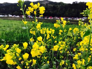 昭和村野尻の菜の花畑
