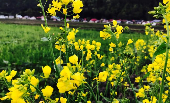 昭和村野尻地区の菜の花畑