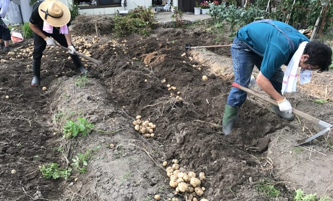 レシピが豊富なじゃがいもの収穫 簡単で楽しい収穫体験