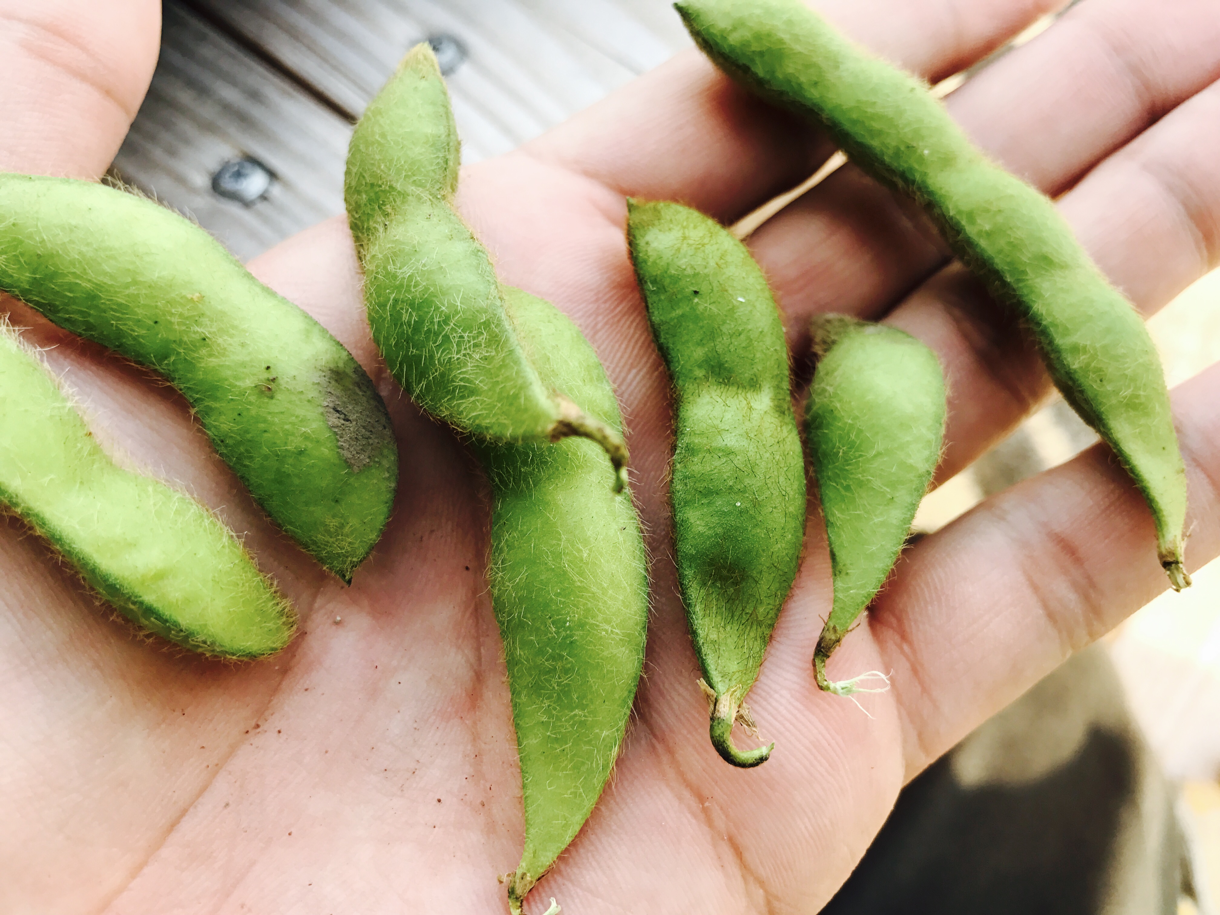 最強のおつまみ 初めての枝豆の収穫と保存