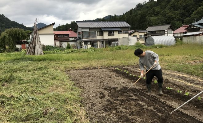 白菜の苗を植えて育て方を学ぶ 初心者なら秋植えが楽