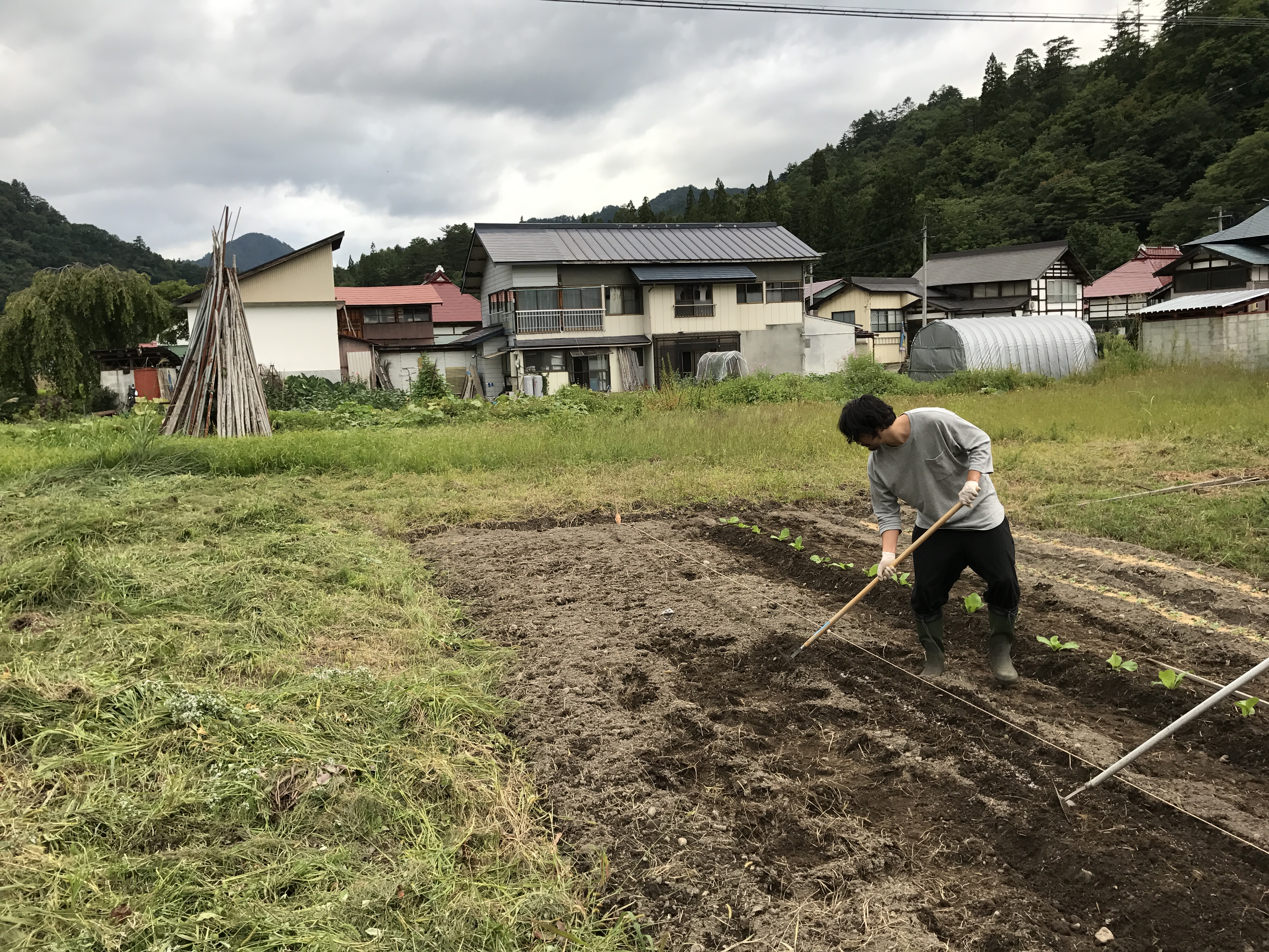 白菜の苗を植えて育て方を学ぶ 初心者なら秋植えが楽