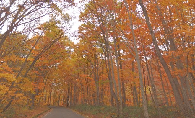 福島県会津地方の紅葉がすごい 博士峠の紅葉の状況は