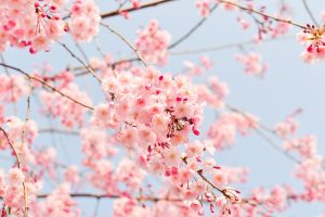 5月も楽しめる！会津の桜の名所『会津五桜（あいづござくら）』の場所と開花時期はいつ？
