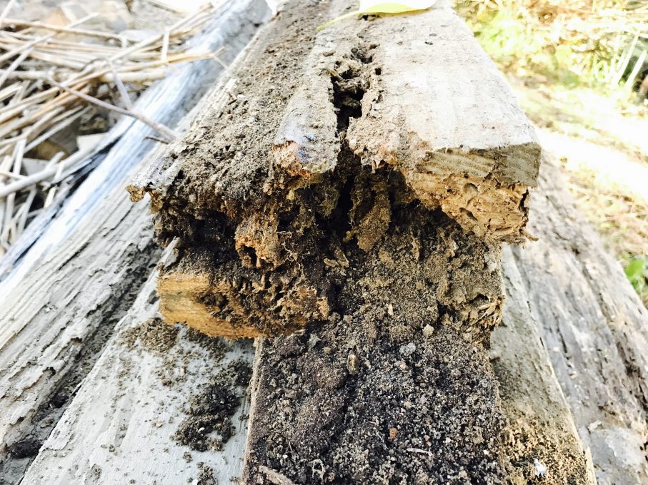木造住宅のシロアリ被害