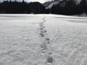 「スノーシューいらず」で雪上散歩ができるのは、3月ならではのお楽しみ！