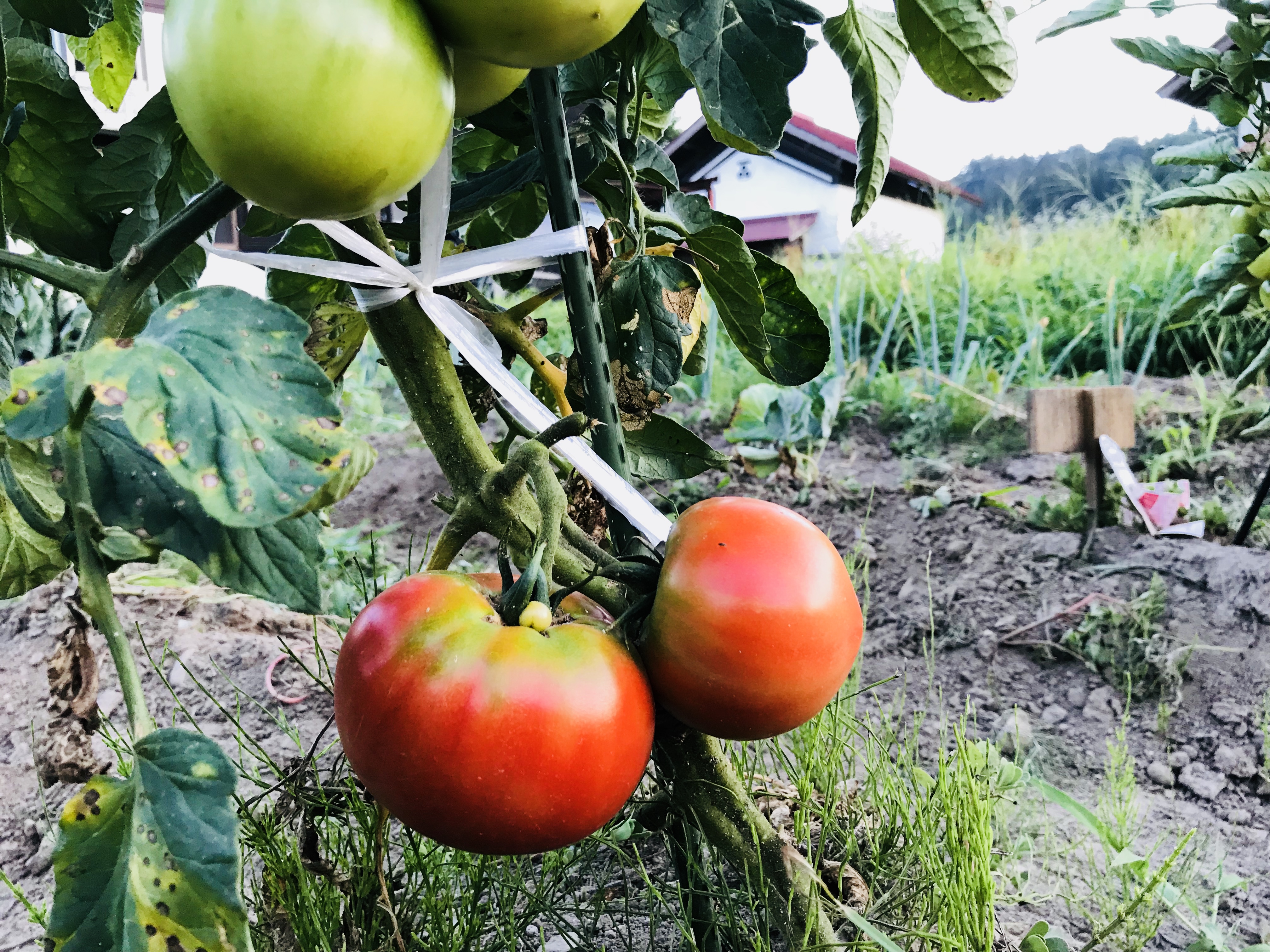 自家栽培のトマト
