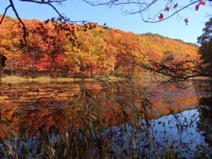 紅葉と野鳥のさえずりに囲まれる秋の自然散策スポット！福島県昭和村へ来たら矢ノ原湿原へ！