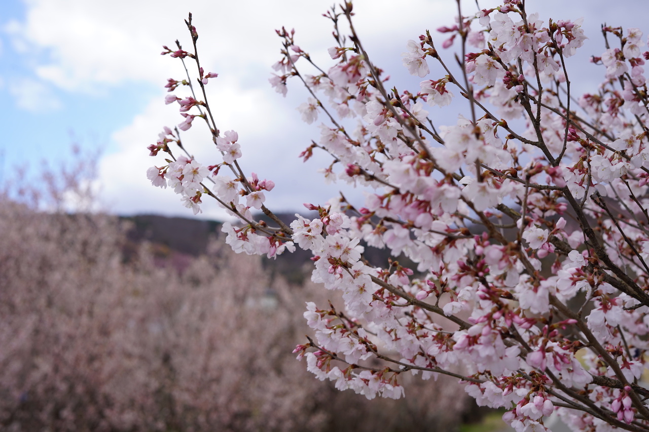 福島の花見山