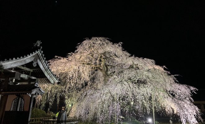 例年より少し早めの開花 気軽に立ち寄った茨城県水戸市の桜スポット