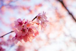 福島県も桜が満開になり春爛漫!! 家の近くで気軽に楽しめるお散歩花見へレッツゴー!!