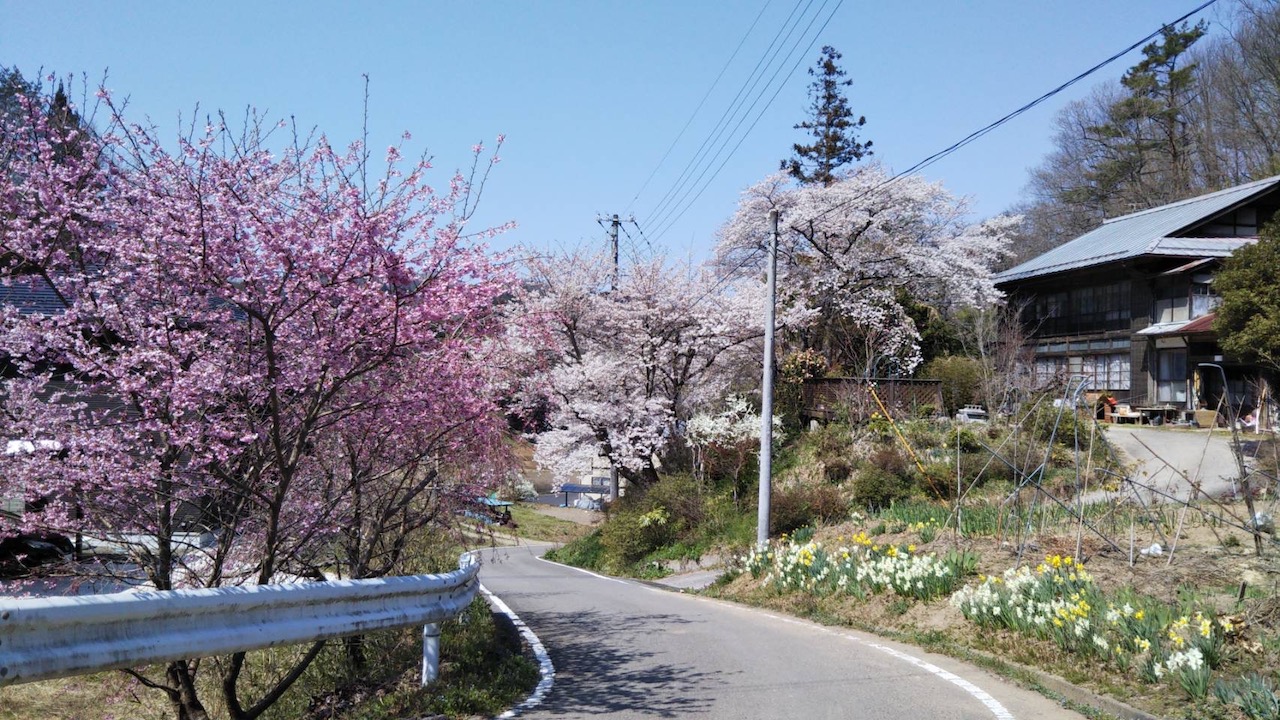 福島県も桜が満開になり春爛漫 家の近くで気軽に楽しめるお散歩花見へレッツゴー
