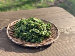 今年も山菜の季節がやってきた。採れたての「こごみ」をシンプルに料理して美味しくいただこう!!