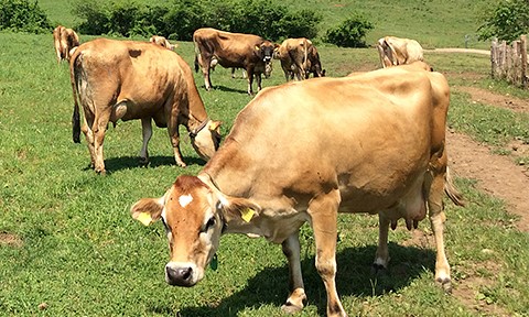 日本では希少なジャージー牛を飼育。牛も人も大切にする自然牧場に行ってみました！