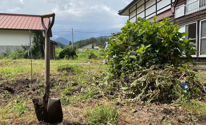 アジサイをdiyで撤去 スコップだけでアジサイの根は掘り起こせる