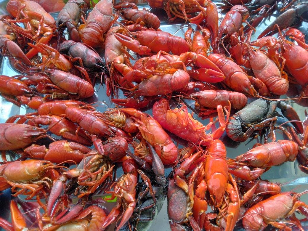 グルメ食材「ウチダザリガニ」を 釣って食べて駆除しよう！SDGsを学ぶ、ウチダザリガニ釣り体験！