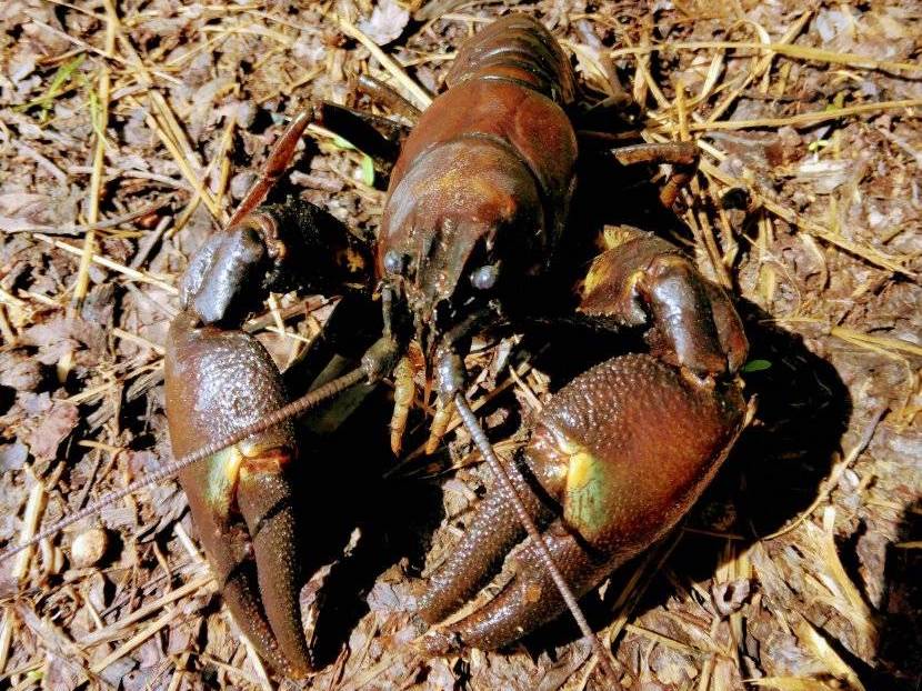 グルメ食材「ウチダザリガニ」を 釣って食べて駆除しよう！SDGsを学ぶ、ウチダザリガニ釣り体験！