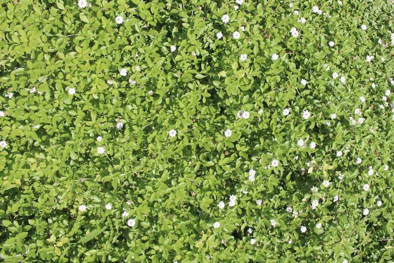 芝生よりオススメ？ 古民家SHARE BASE 昭和村の庭にクラピアを植えてみよう！