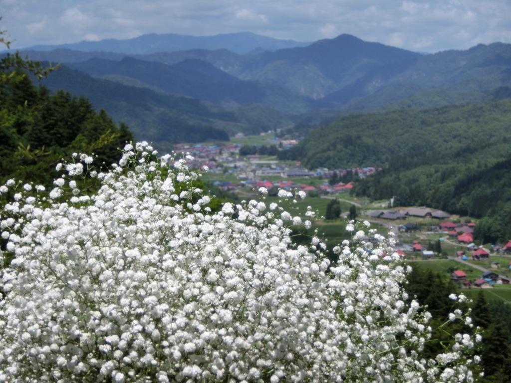 奥会津昭和村のかすみ草