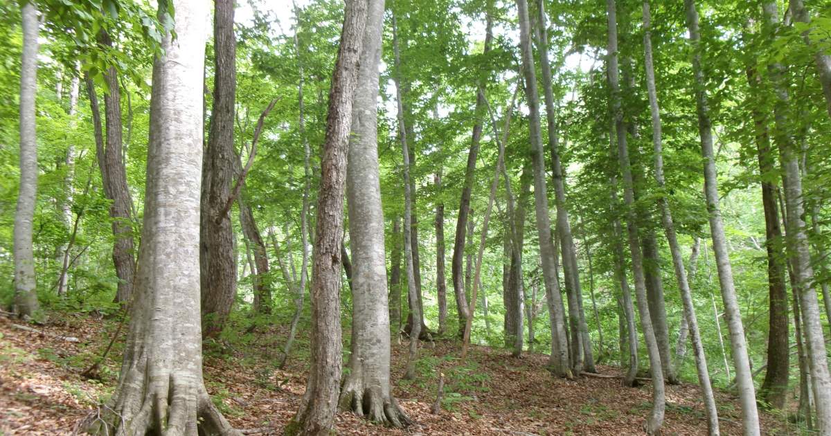 高姫伝説の峠道。三島町・間方のブナの木茂る「美女峠」で森林浴ウォーク