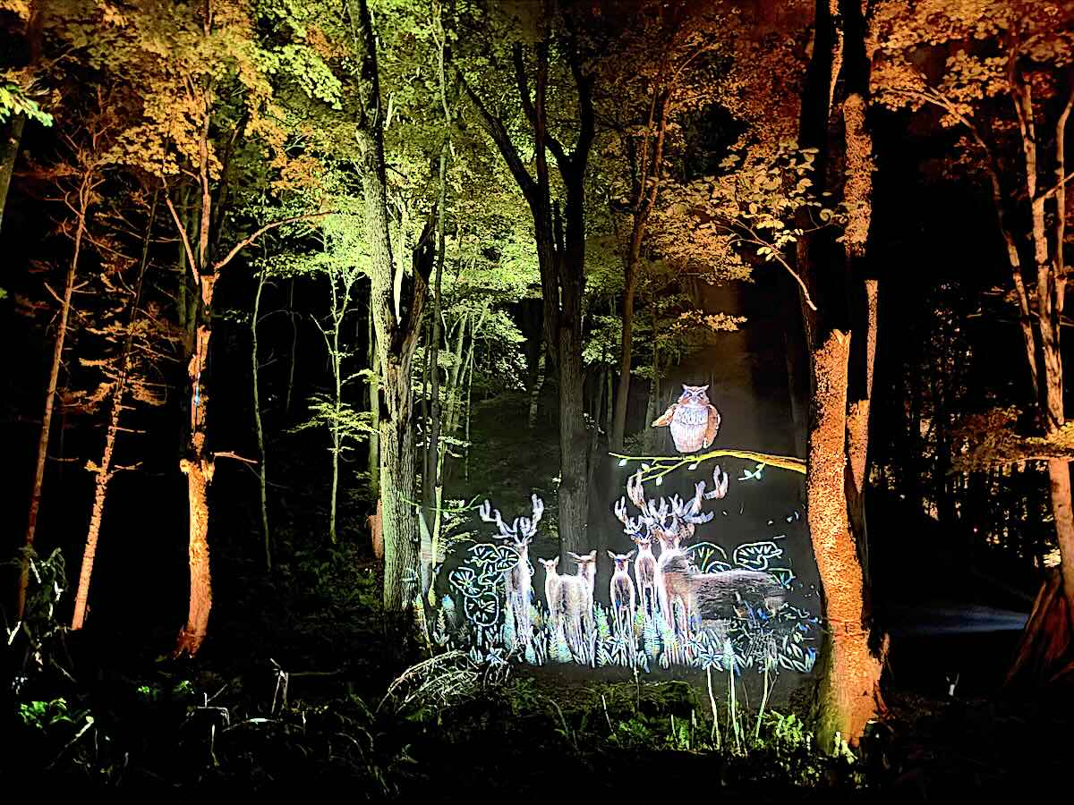 【DAY1 17:30】アイヌの文化と共に森を探索!幻想的な「カムイルミナ」を体験!