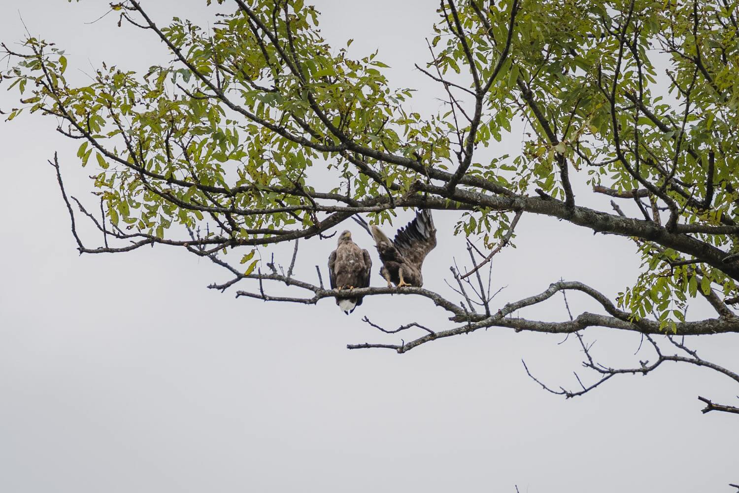 【DAY2 8:50】ツアー開始！手つかずの自然をカナディアンカヌーで進む感動体験へ