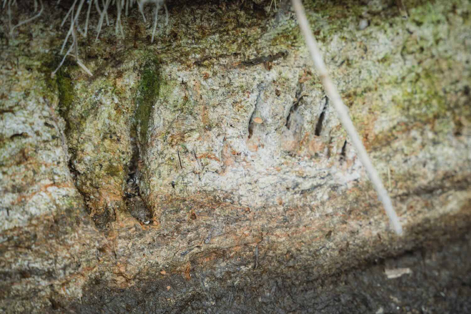 【DAY2 8:50】ツアー開始！手つかずの自然をカナディアンカヌーで進む感動体験へ