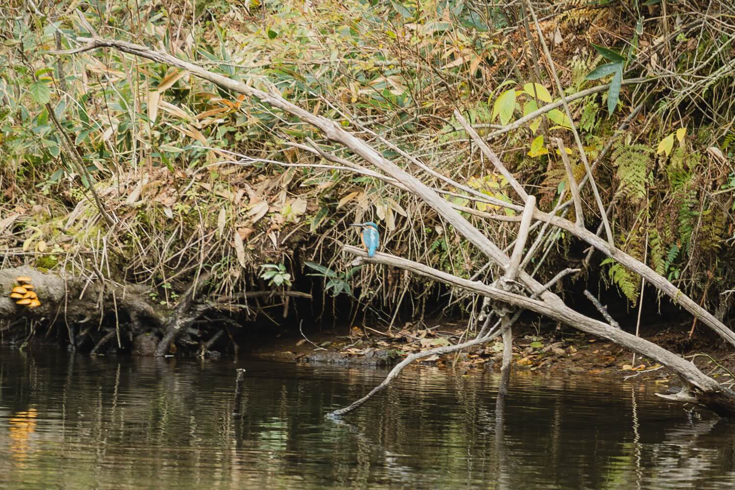 【DAY2 8:50】ツアー開始！手つかずの自然をカナディアンカヌーで進む感動体験へ