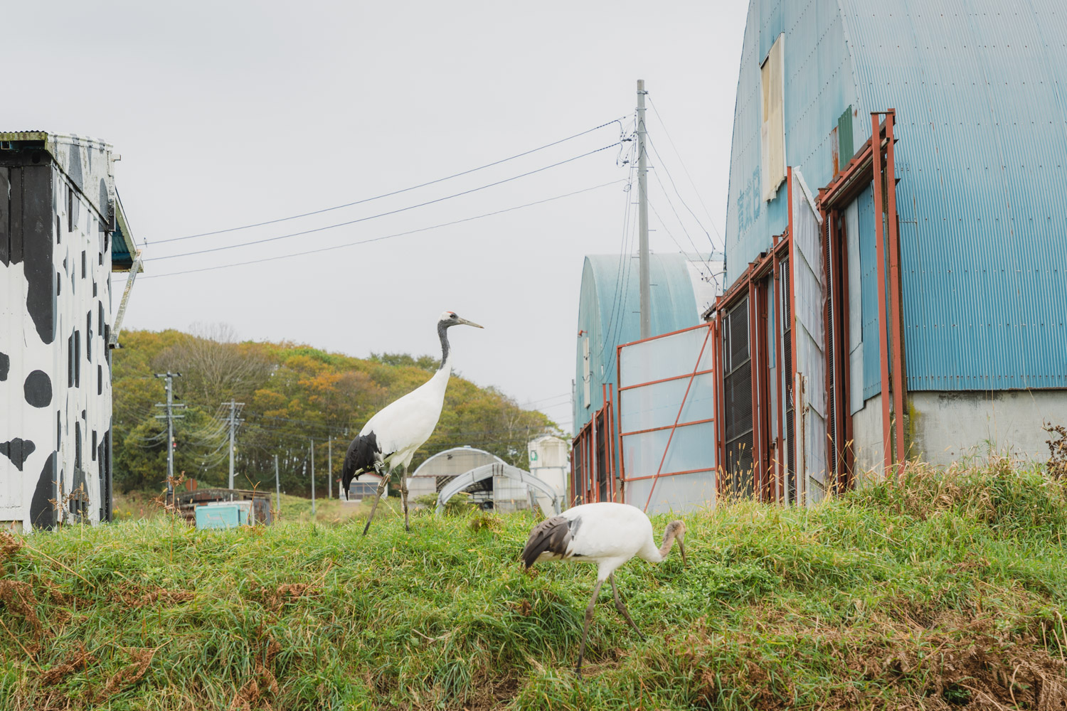 細岡展望台から見る雄大な釧路湿原の絶景