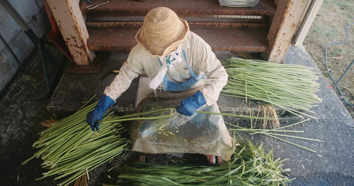 伝統工芸からむし織り 収穫からからむし引きまで一日体験