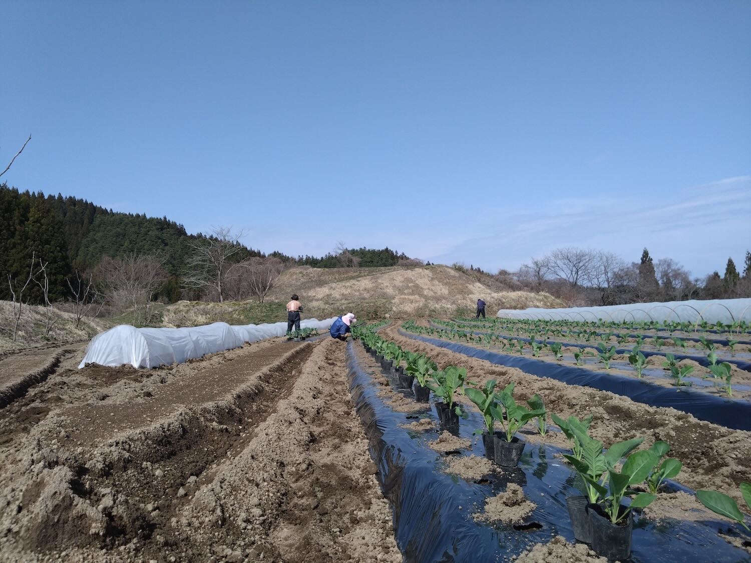 10ヶ所の畑であまたの野菜を作る